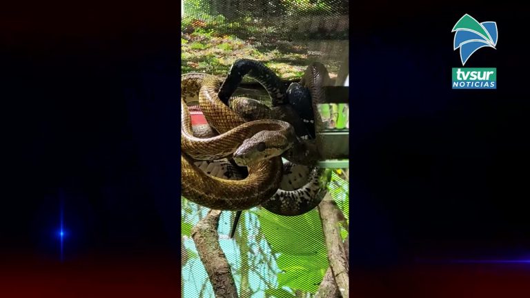 Bomberos de la Zona Sur aprenden sobre el manejo de reptiles