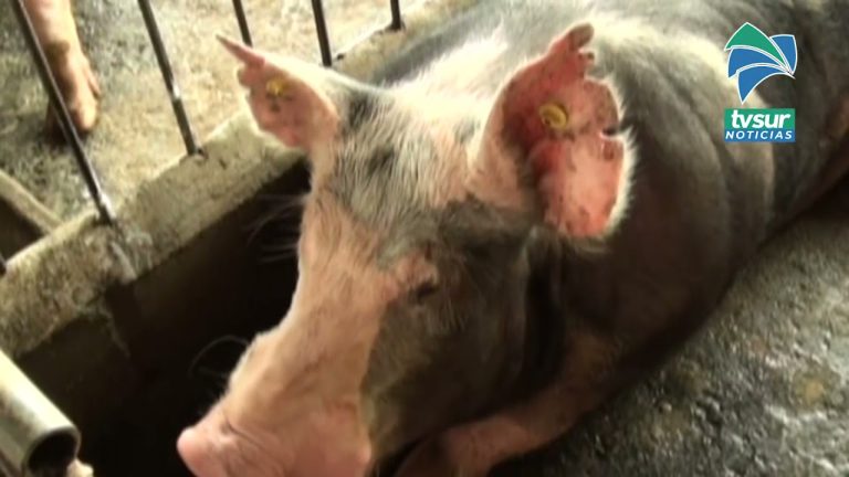 SENASA advierte a productores sobre amenaza de peste Porcina Africana