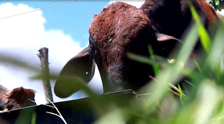 Se confirmó un nuevo caso de rabia paralítica bovina  Piedras Blancas de Osa