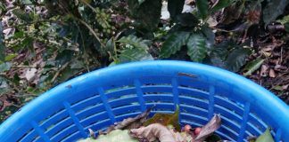 Ya empezó la recolección de café en varias zonas del país