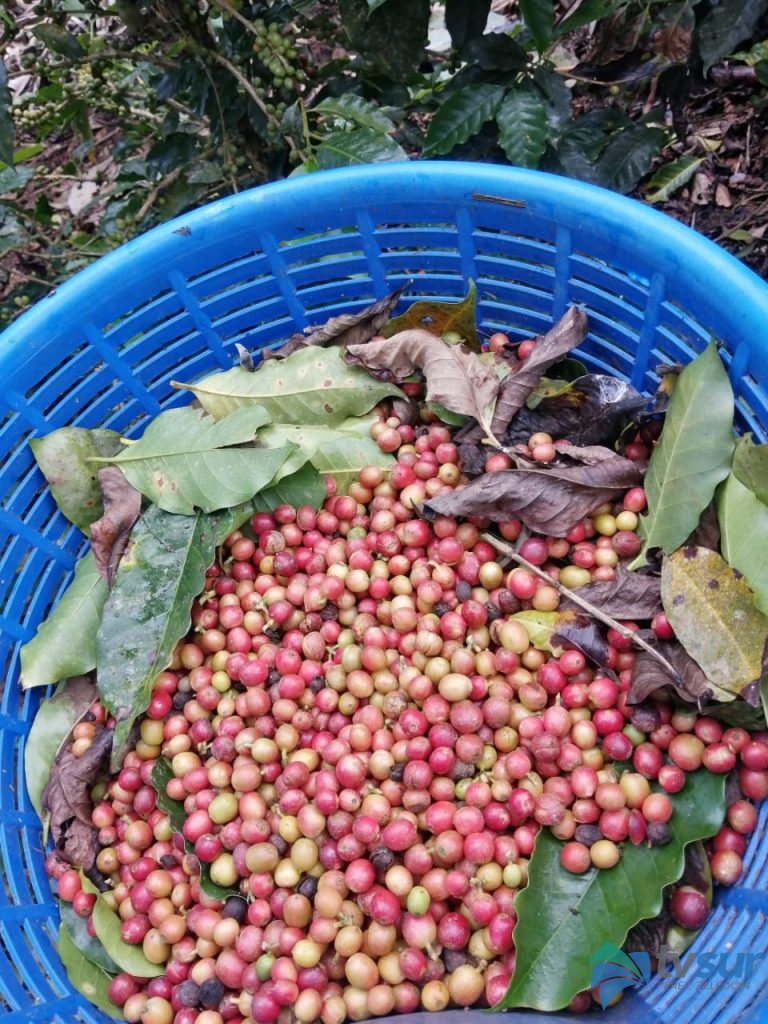 Ya empezó la recolección de café en varias zonas del país