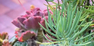 ¡Las suculentas y sus cuidados!