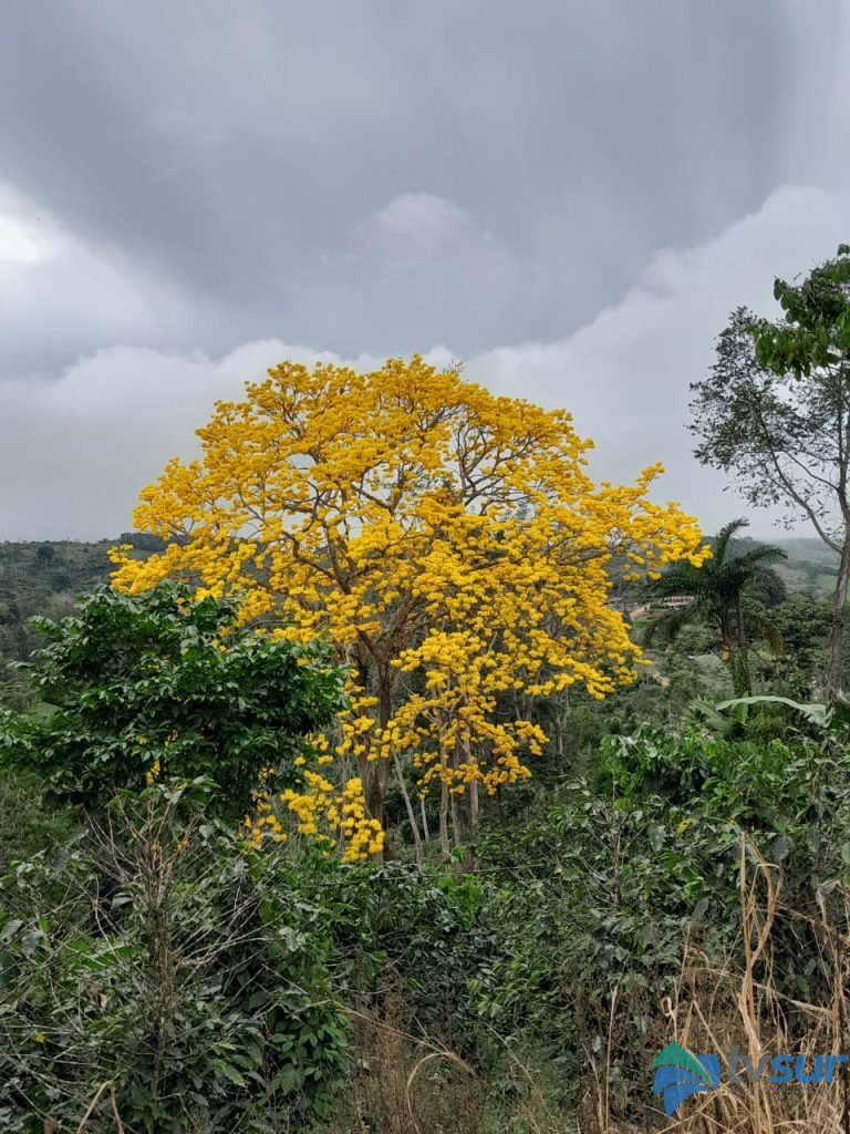 ¿Tabebuia ochracea o árbol amarillo?
