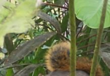 Las ardillas y su función Ronald Martínez, Fotográfo.