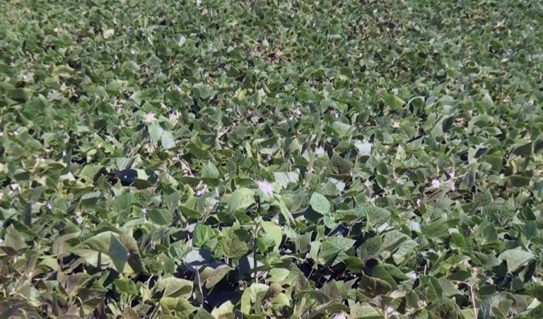 Muestran en finca de Pérez Zeledón variedad de frijol que responde bien a suelos de baja fertilidad