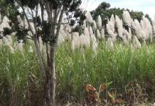 36.8% de afectación de roya naranja en cañales de Pérez Zeledón y Buenos Aires, con decreto trabajarán plan de acción