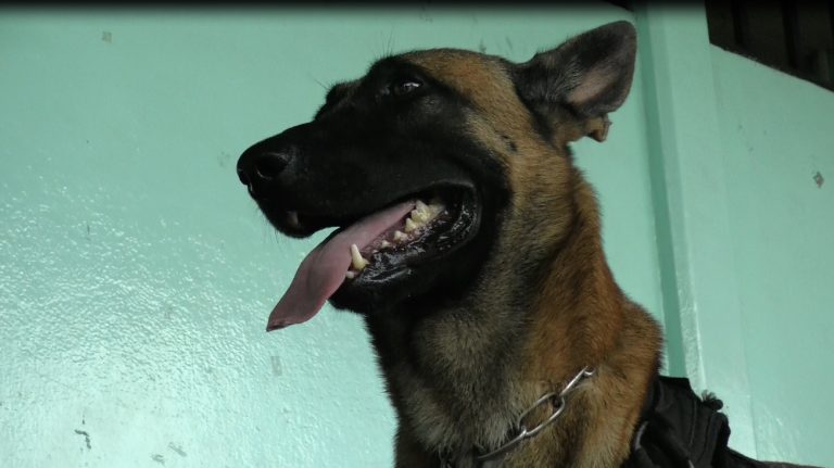 Con un perro buscan mantener limpios de drogas a los centros educativos de Pérez Zeledón