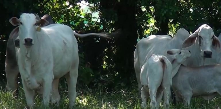 Ganaderos de Zona Sur no deben bajar la guardia por la amenaza del gusano barrenador