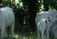 Productores ganaderos contarán con plazo adicional para implementar la trazabilidad bovina y bufalina