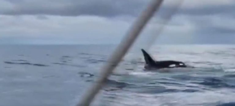 Video muestra a orcas cazando un ballenato en el Parque Nacional Corcovado