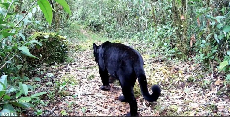 ACLAP vuelve a mostrar impresionantes imágenes de Pantera Negra captada en el PILA