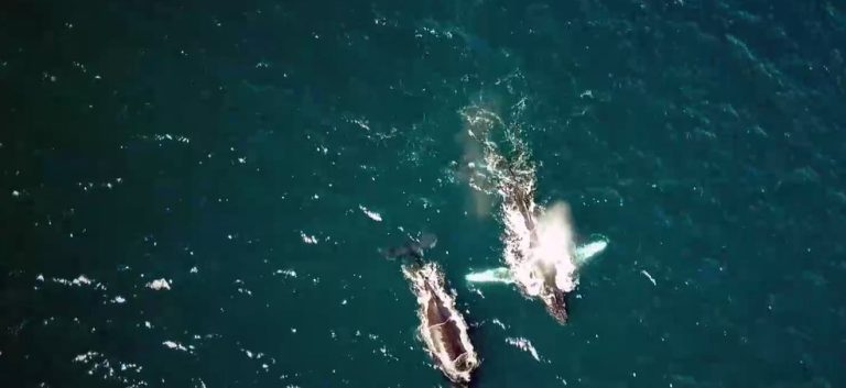 Temporada de ballenas en el Pacifico es declarada de Interés Publico