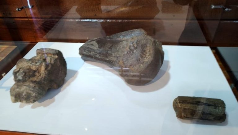 Exposición de 30 fósiles de animales se encuentra en el Museo de Finca 6 en Osa