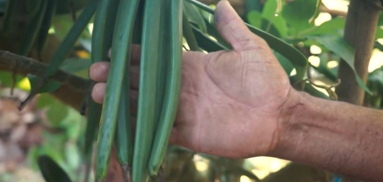 Parcelas agroforestales en la Península de Osa permite diversificar la producción