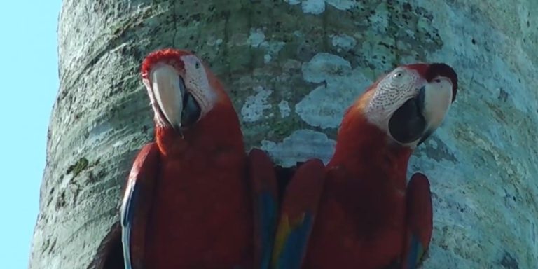 Lapas rojas embellecen el Golfo Dulce por medio de proyecto de protección