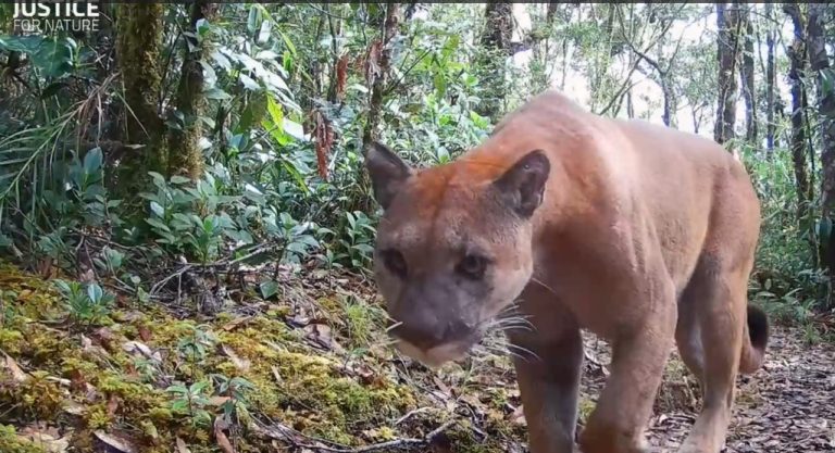 Sorprendentes imágenes de cámara trampas del Parque Nacional La Amistad