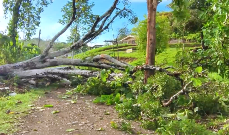 Un gran susto se llevaron los vecinos de Palmar Sur tras la caída de un árbol