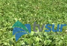 Ocho organizaciones de productores de la Región Brunca reciben ₡303,8 millones en compra de frijol