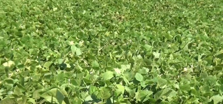 Barreras al sector frijolero amenaza seguridad alimentaria, según Defensoría