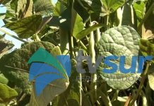 CNP promueve el uso de semilla certificada de frijol sembrada en la Zona Sur