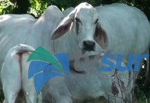 Unos 8 mil productores recibirían insumos y maquinaria como parte de un plan de inversión agropecuaria para 2027