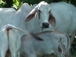 Unos 8 mil productores recibirían insumos y maquinaria como parte de un plan de inversión agropecuaria para 2027