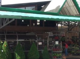 En Viveros La Bonita encuentra los arbolitos de ciprés, pastoras, coronas y hasta portales