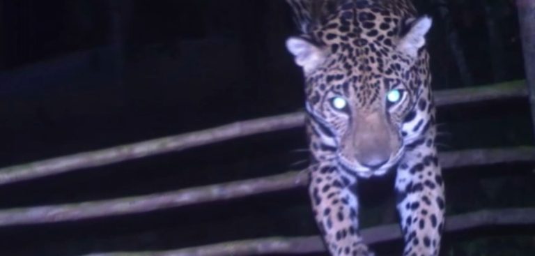 En la Región Brunca promueven acciones para mejorar convivencia entre ganado y felinos