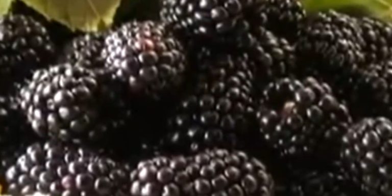 Este 1 y 2 de febrero es la Feria de la Mora en El Jardín de Páramo
