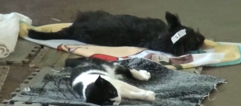 Campaña logra más de 500 mascotas castradas en Pérez Zeledón