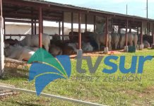 Actividades ganaderas, cobro de entradas, servicios sanitarios y tope de la Expo P.Z. 2026 estarán a cargo de organizaciones