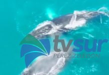Del 4 al 6 de setiembre será el Festival de Ballenas y Delfines 2026 en Osa