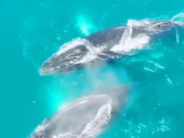 Del 4 al 6 de setiembre será el Festival de Ballenas y Delfines 2026 en Osa