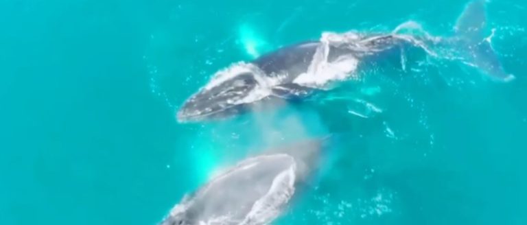 Del 4 al 6 de setiembre será el Festival de Ballenas y Delfines 2026 en Osa