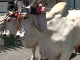 Este domingo 17 de mayo será el desfile de boyeros en San Isidro de El General