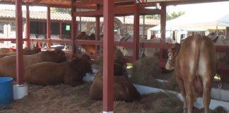 Club de Leones asumirá cobro de entradas de la Expo P.Z. 2026