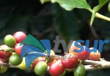 CoopeAgri trabaja en programas de apoyo para reactivar actividades de café y caña de azúcar