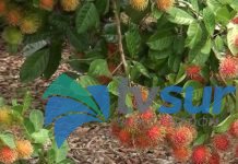 Del 5 al 8 de setiembre será la Feria Nacional del Rambután en Pueblo Nuevo de Cajón