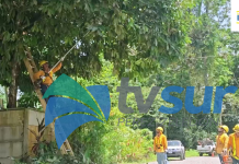 La importancia del mantenimiento de las cercas vivas, recomendaciones del ICE