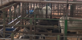 7 mil fincas de la Región Brunca pueden certificar que producen carne de pastoreo y libre de deforestación