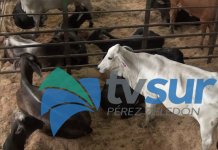 Ganadería en la Región Brunca aporta estabilidad a la actividad a nivel nacional