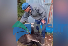 Generaleño narra experiencia con danta que llega a descansar en Villa Mills