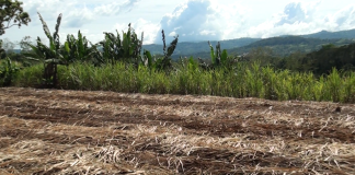 CoopeAgri ejecuta plan de reactivación cañera con inversión de 198 millones de colones