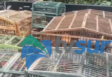 Decomisos de animales silvestres son constantes sobre todo de aves