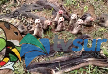 Grupo de monitoreo denuncia masacre de chanchos de monte en Drake