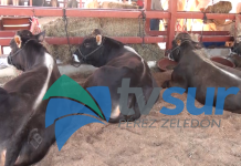 La Expo P.Z. 2026 tendrá un enfoque muy ganadero