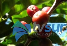 El presidente del Instituto del Café definió como complicada la actualidad de la industrial cafetalera