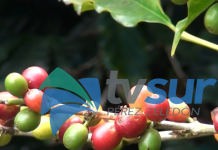 Pérez Zeledón fue el segundo cantón con la mayor producción de café en la cosecha 2025-2026