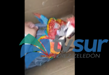 Vecino rescata lapas que iban a ser comercializadas en el cantón de Osa