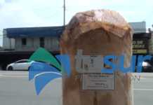 ACLAP aprobó la extracción de alrededor de 2 mil palmitos de palma real (6.01)